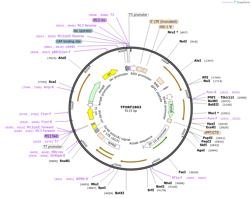 143623-plasmid-map-sequence-id-385784