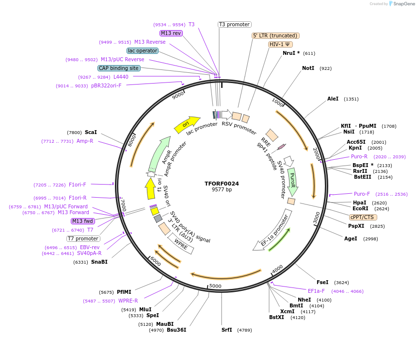 142528-plasmid-map-sequence-id-385792