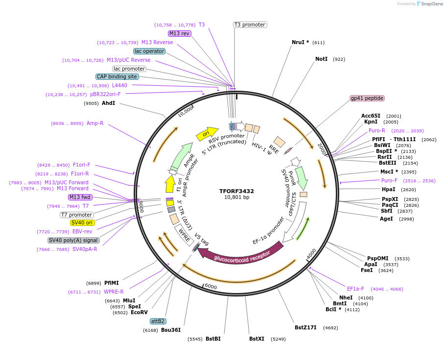144908-plasmid-map-sequence-id-385806