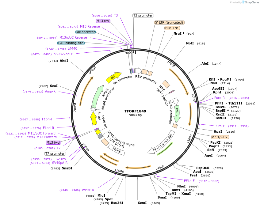 143326-plasmid-map-sequence-id-385807