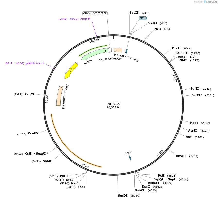 194756-plasmid-map-sequence-id-385811