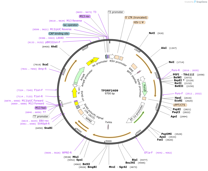 144021-plasmid-map-sequence-id-385816