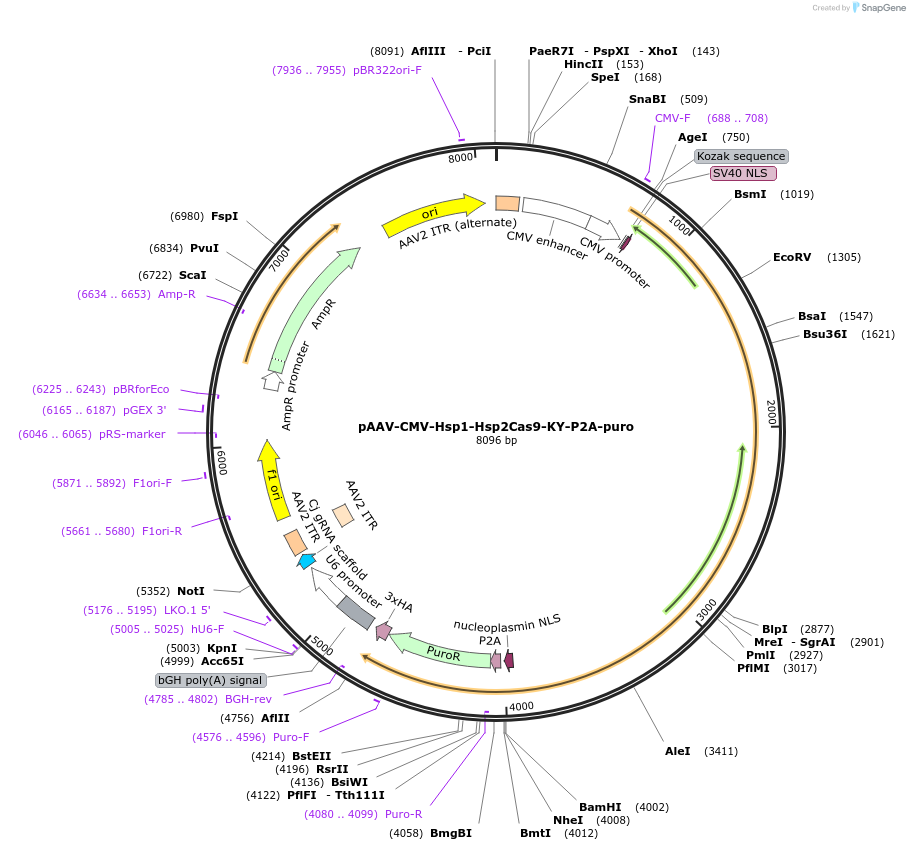192133-plasmid-map-sequence-id-385818