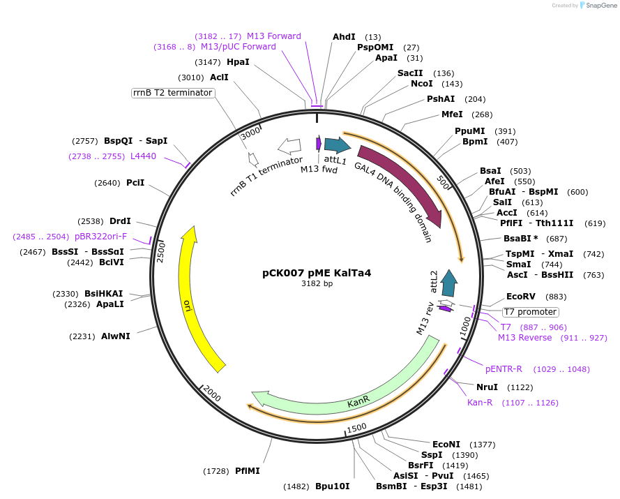 195965-plasmid-map-sequence-id-385830