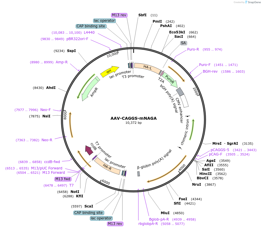 196448-plasmid-map-sequence-id-385838
