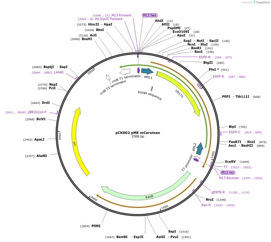 195956-plasmid-map-sequence-id-385842