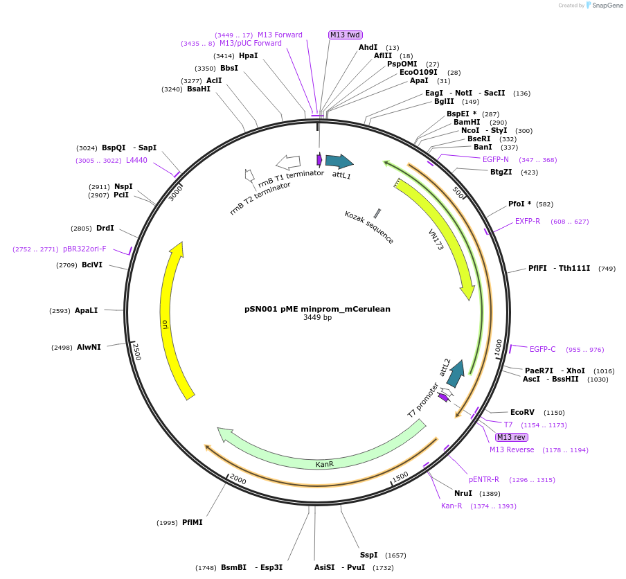 195959-plasmid-map-sequence-id-385843