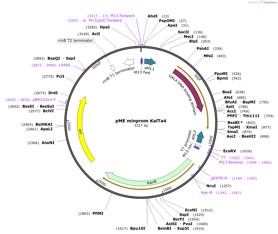 195964-plasmid-map-sequence-id-385844