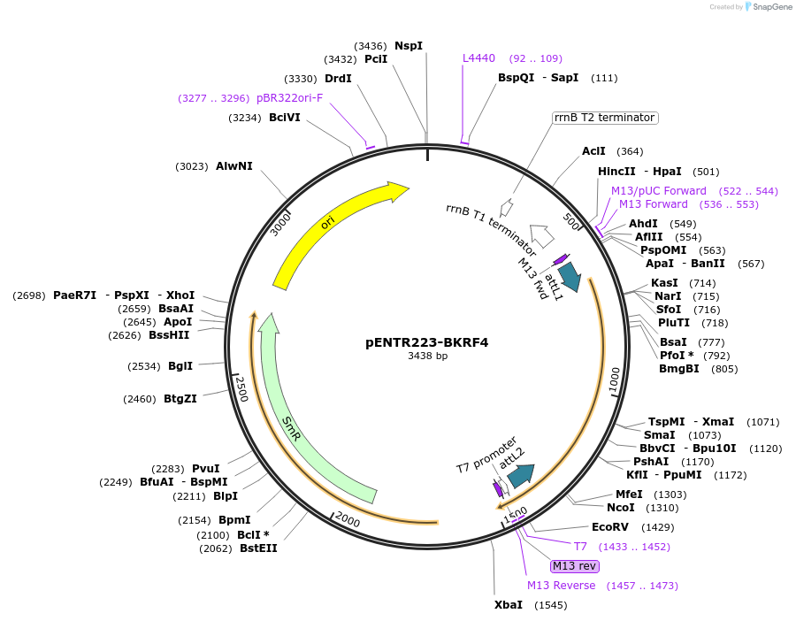 195781-plasmid-map-sequence-id-385850