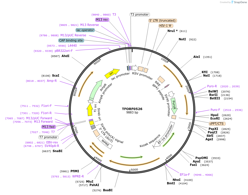 143221-plasmid-map-sequence-id-385853
