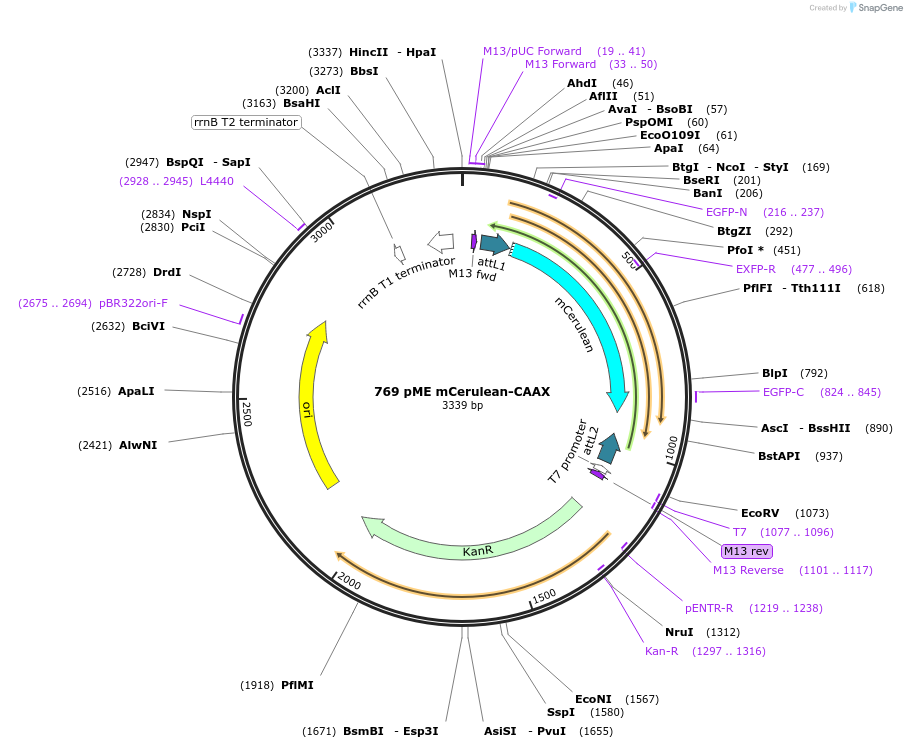 195957-plasmid-map-sequence-id-385878
