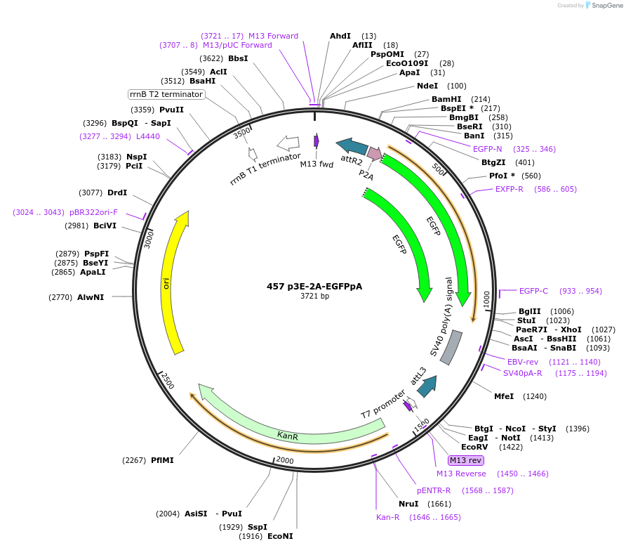 195967-plasmid-map-sequence-id-385879