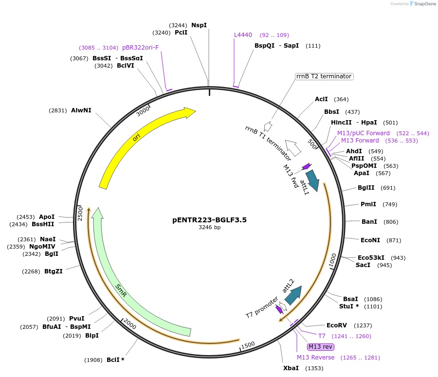195775-plasmid-map-sequence-id-385900