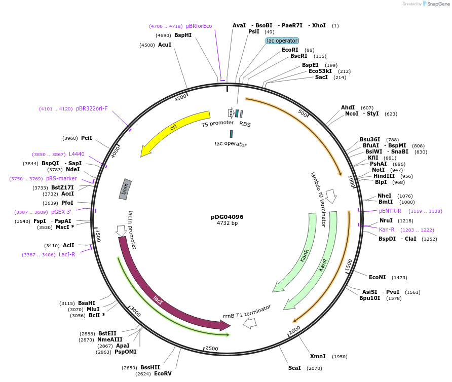 196007-plasmid-map-sequence-id-385907