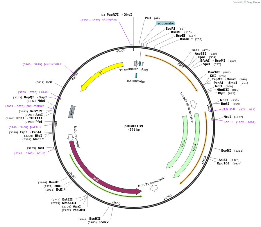 195990-plasmid-map-sequence-id-385908