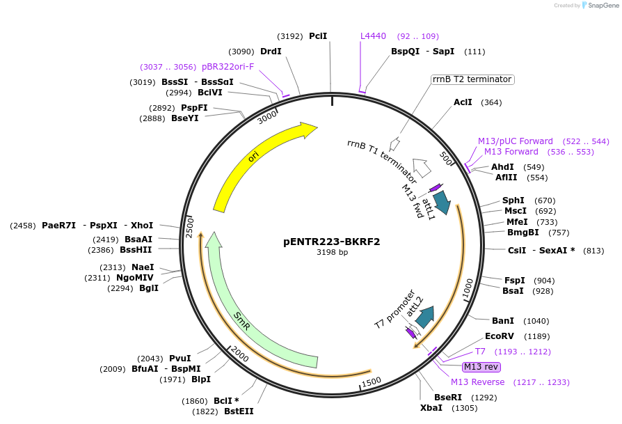 195773-plasmid-map-sequence-id-385910