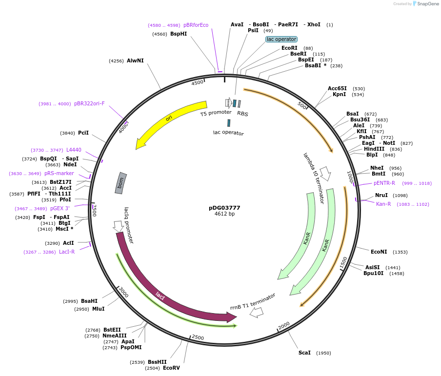 195994-plasmid-map-sequence-id-385914