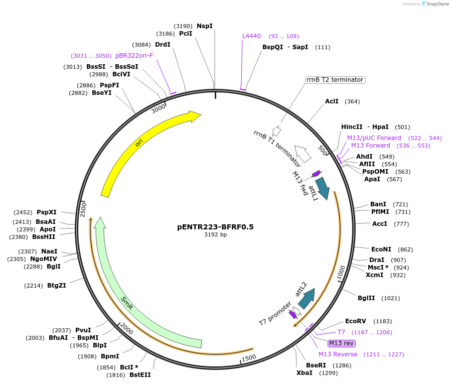195772-plasmid-map-sequence-id-385920