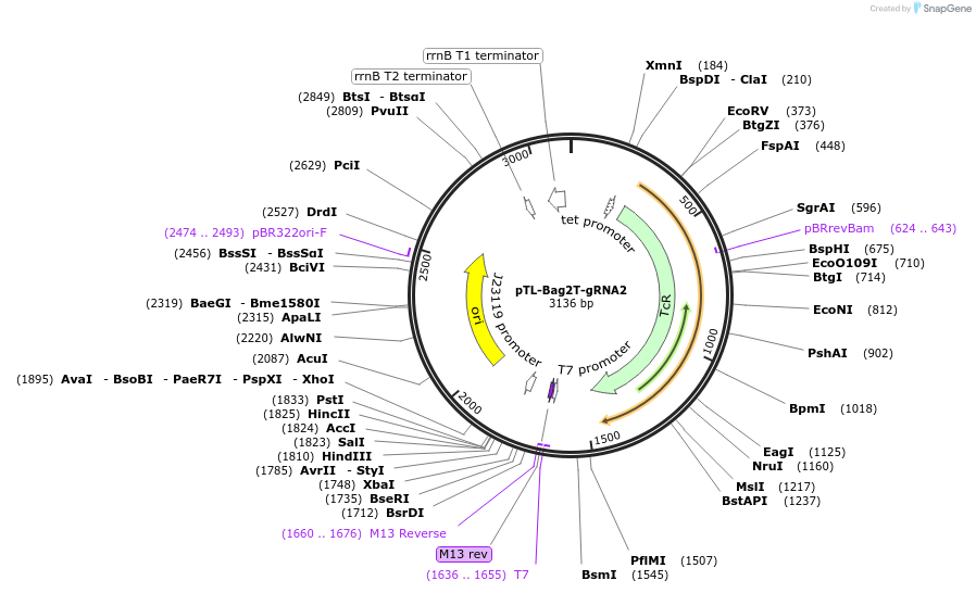 196253-plasmid-map-sequence-id-385922