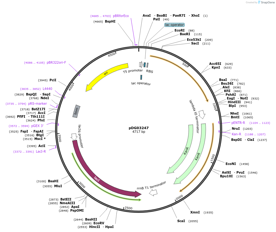 195993-plasmid-map-sequence-id-385932