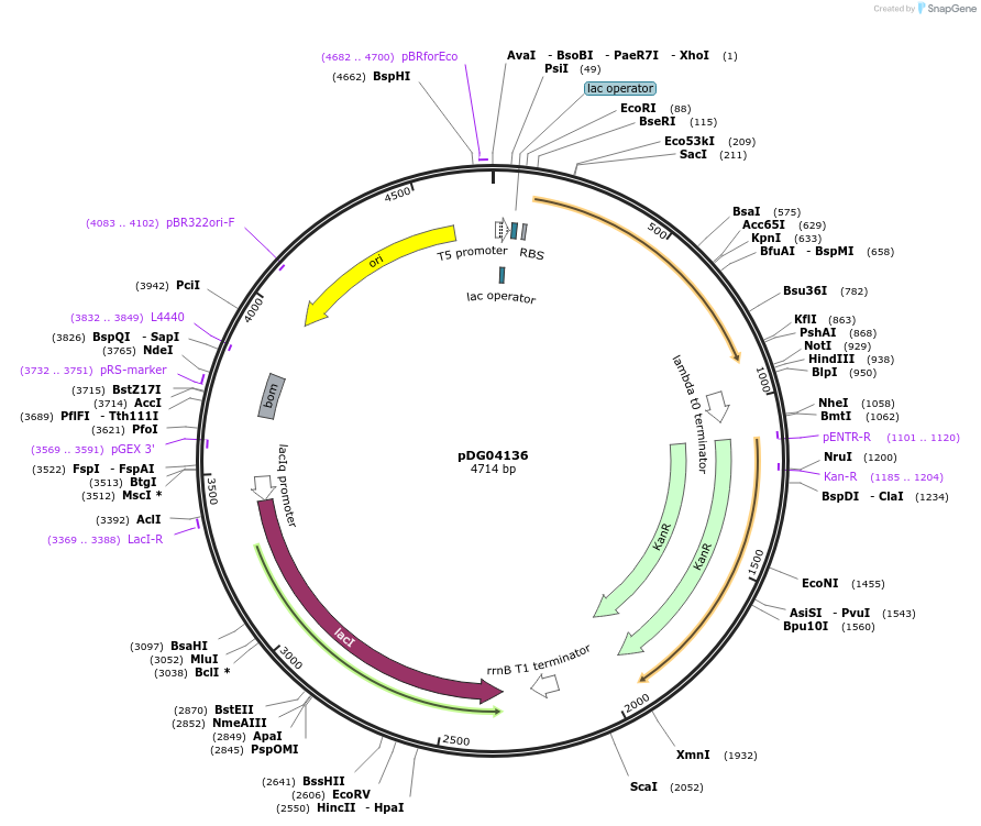 196014-plasmid-map-sequence-id-385937