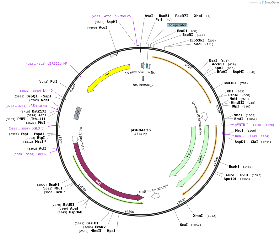 196013-plasmid-map-sequence-id-385939