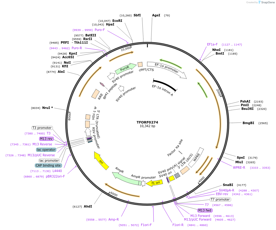 142581-plasmid-map-sequence-id-385951