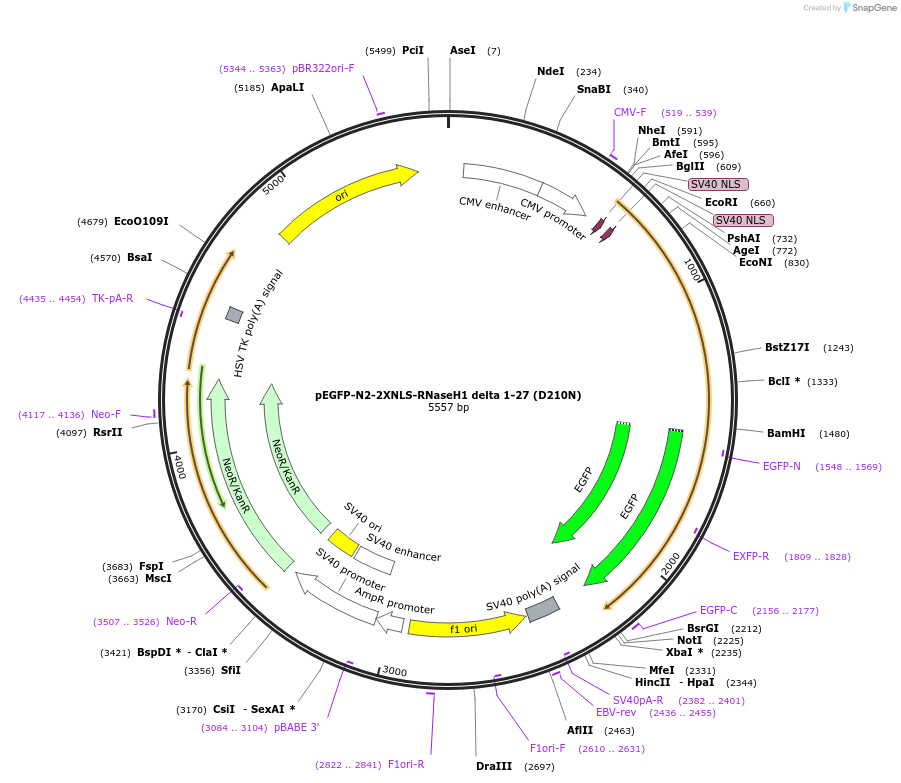 196703-plasmid-map-sequence-id-385954