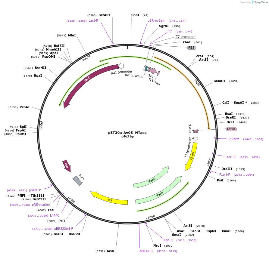 195243-plasmid-map-sequence-id-385961