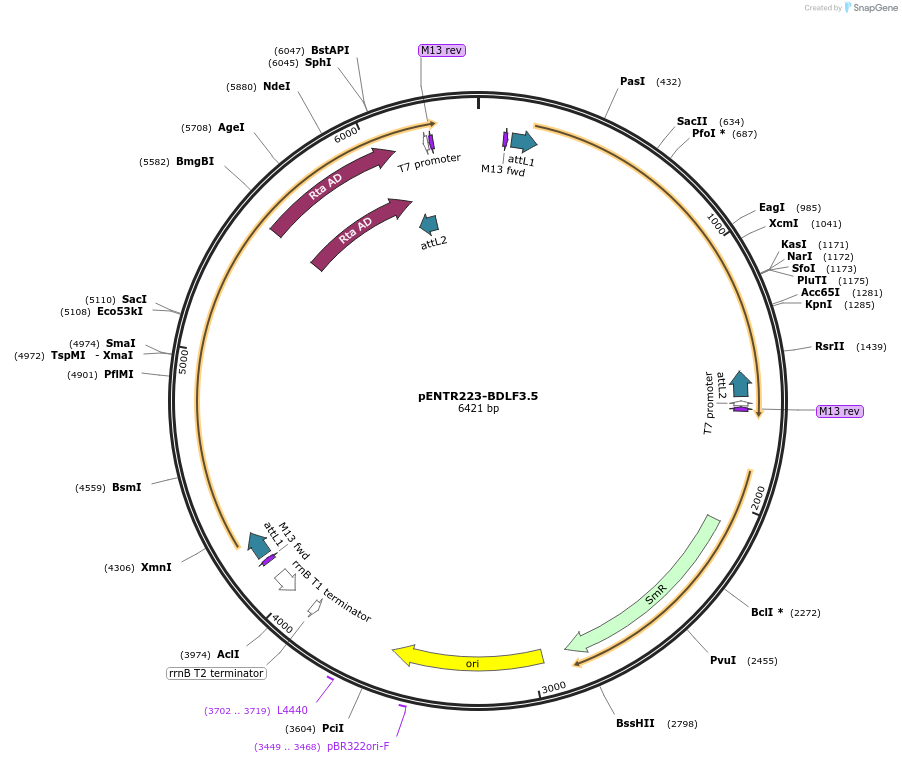 195769-plasmid-map-sequence-id-385962