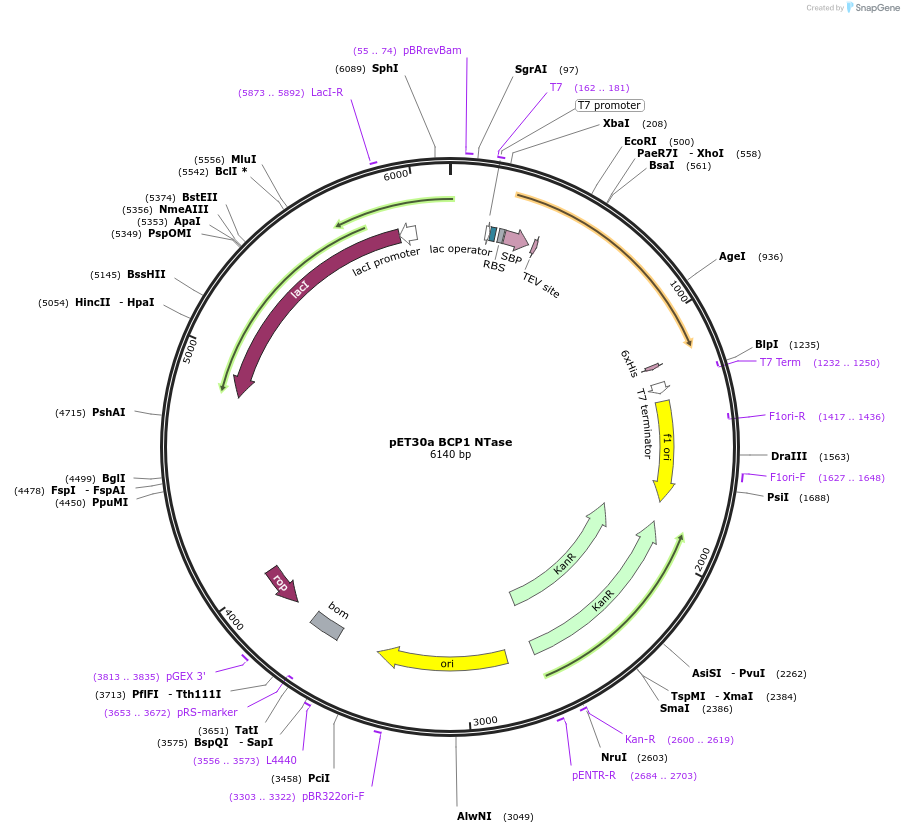 195245-plasmid-map-sequence-id-385963
