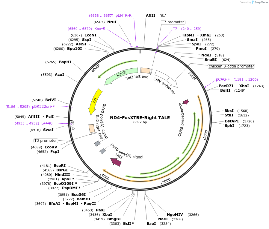 196497-plasmid-map-sequence-id-385975