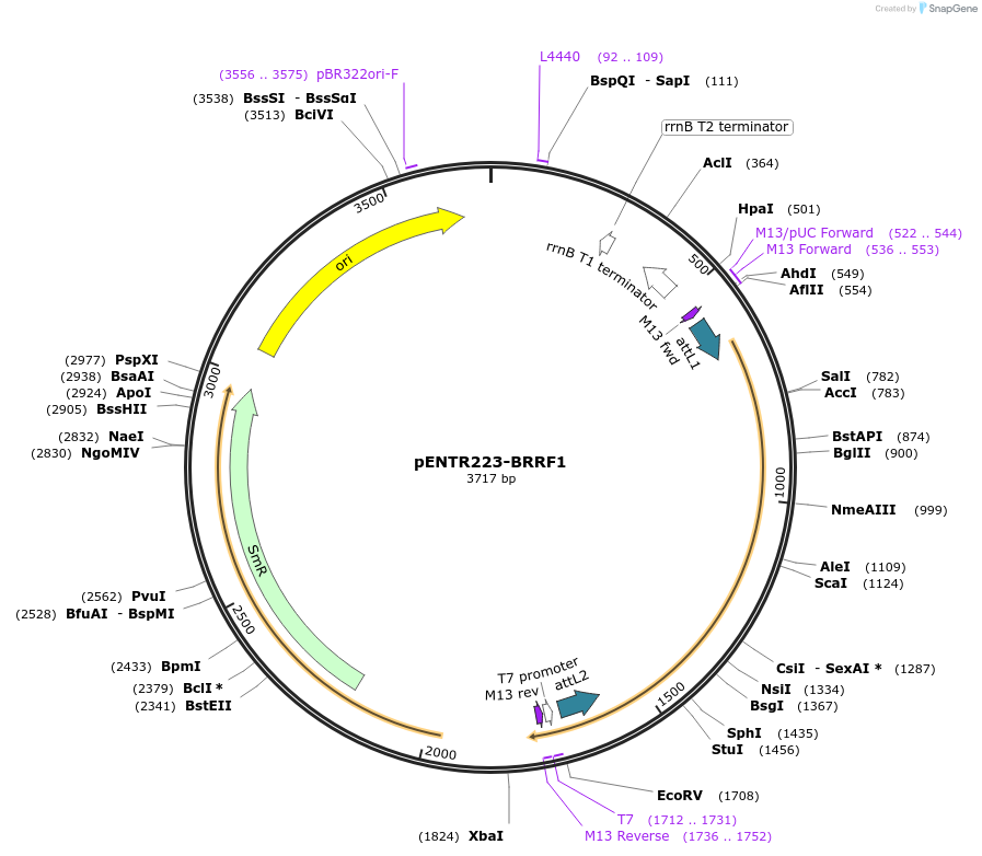 195796-plasmid-map-sequence-id-385976