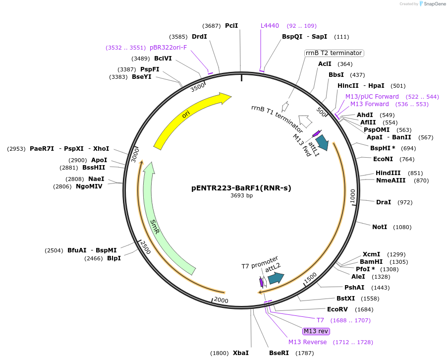 195795-plasmid-map-sequence-id-385977