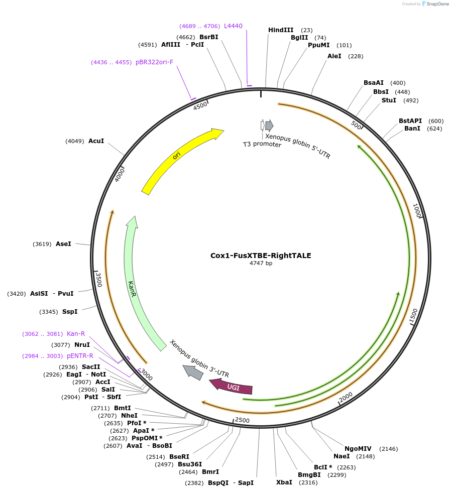 196503-plasmid-map-sequence-id-385982