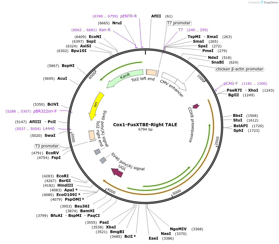 196501-plasmid-map-sequence-id-385984