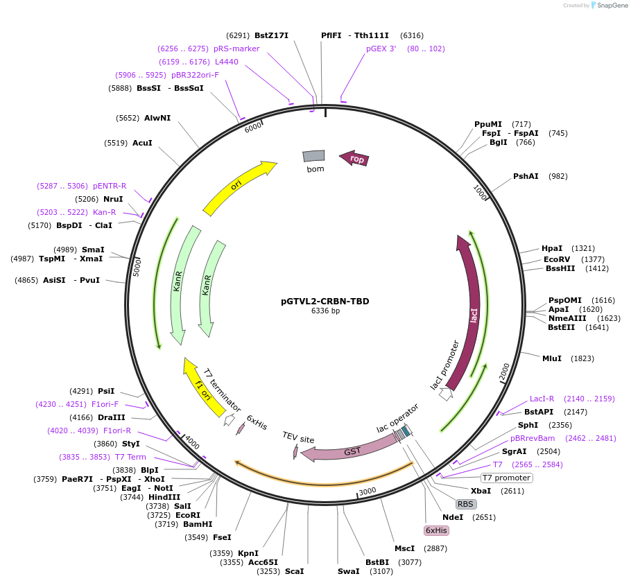 196369-plasmid-map-sequence-id-385991