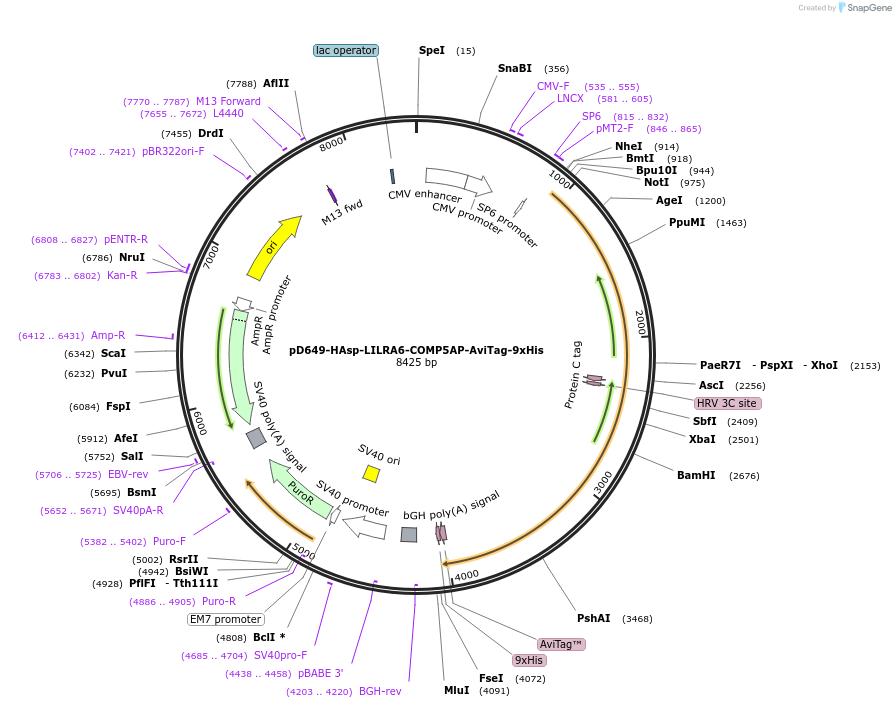 157416-plasmid-map-sequence-id-385992