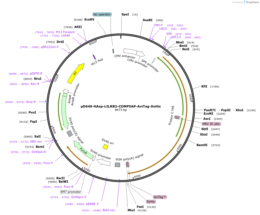 157427-plasmid-map-sequence-id-385993