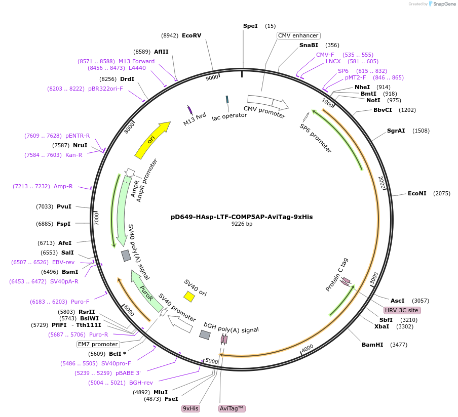 157510-plasmid-map-sequence-id-385996