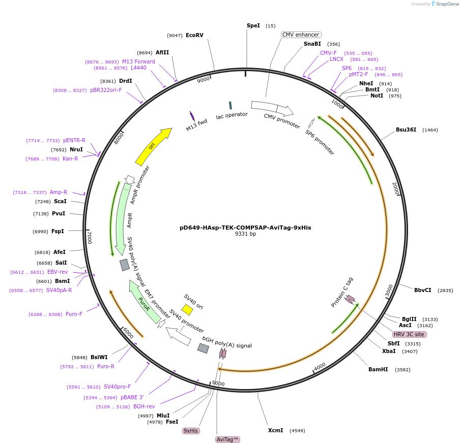 157521-plasmid-map-sequence-id-385997