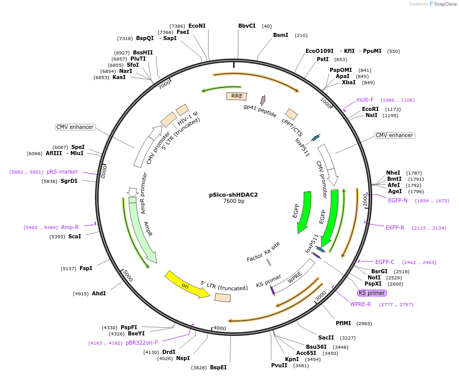 194983-plasmid-map-sequence-id-386019