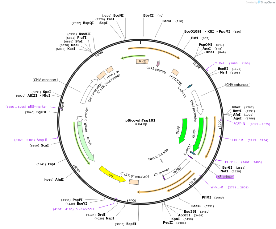 194982-plasmid-map-sequence-id-386020