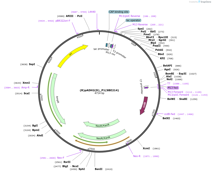 195015-plasmid-map-sequence-id-386063