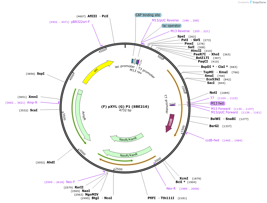 195017-plasmid-map-sequence-id-386066