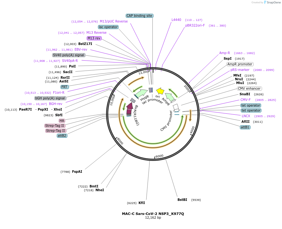 194818-plasmid-map-sequence-id-386069