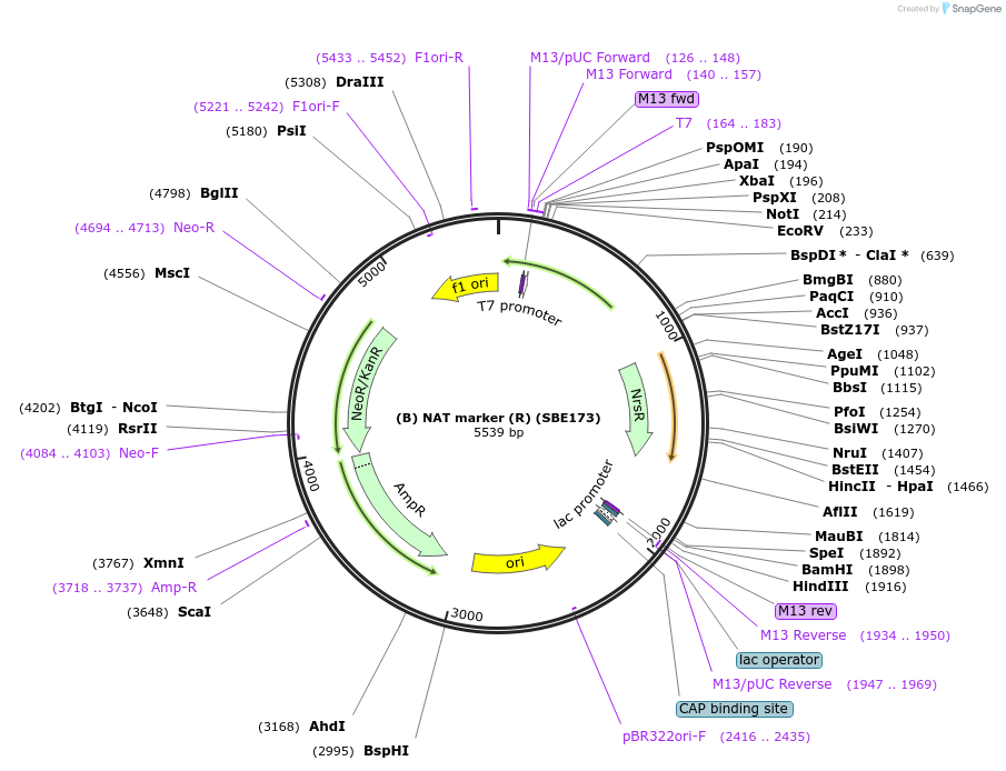 195014-plasmid-map-sequence-id-386073