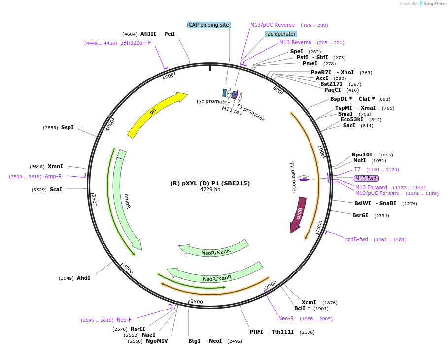 195016-plasmid-map-sequence-id-386076