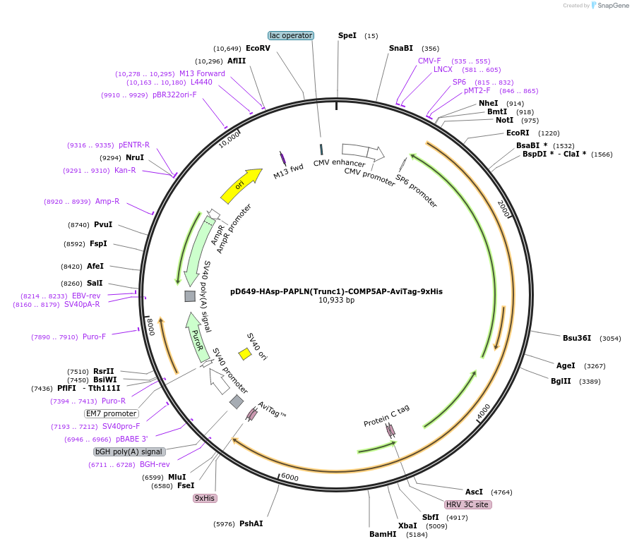 157603-plasmid-map-sequence-id-386077