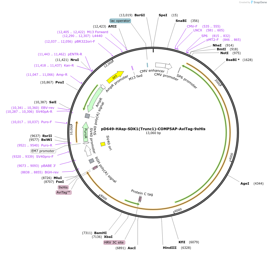157615-plasmid-map-sequence-id-386078